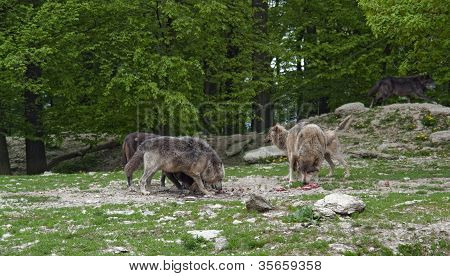 Meute de loups à nourrir