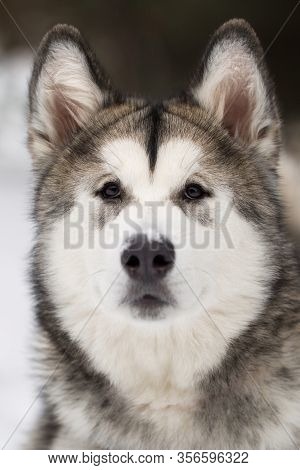 Dog Siberian Husky In The Winter In The Woods.