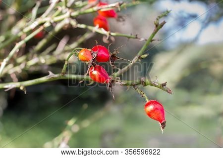 Branch With Rosehip Fruit That Grows Wild In The Argentine Mountains