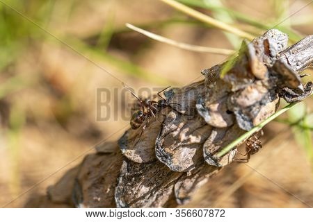 The Ant On Pine Cone. Work With Shallow Depth Of Field.