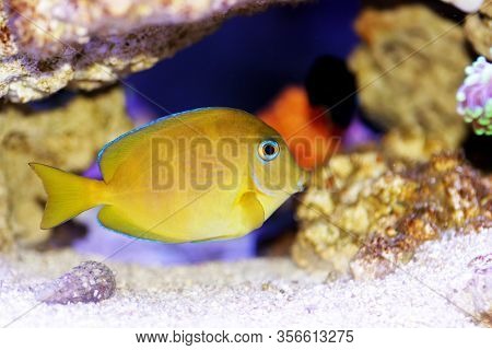 Blue (yellow Juvenile) Atlantic Ocean Surgeonfish Tang - Acanthurus Coeruleus