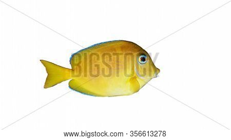 Blue (yellow Juvenile) Atlantic Ocean Surgeonfish Tang - Acanthurus Coeruleus