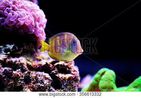 Blue (yellow Juvenile) Atlantic Ocean Surgeonfish Tang - Acanthurus Coeruleus