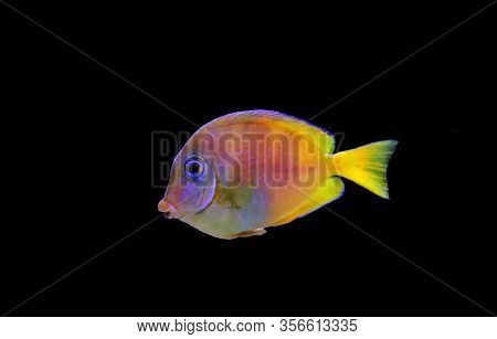 Blue (yellow Juvenile) Atlantic Ocean Surgeonfish Tang - Acanthurus Coeruleus