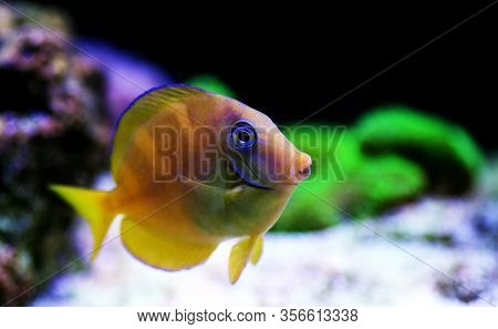 Blue (yellow Juvenile) Atlantic Ocean Surgeonfish Tang - Acanthurus Coeruleus