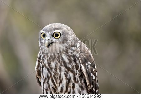 The Barking Owl Has Large Yellow Eyes With Brown And White Feathers And Can Sound Like A Dog Barking