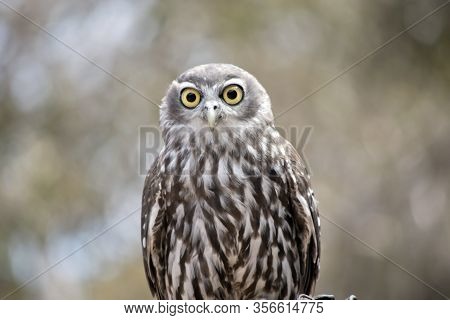 The Barking Owl Has Large Yellow Eyes With Brown And White Feathers And Can Sound Like A Dog Barking