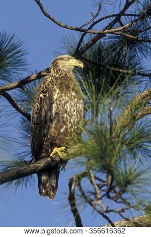 A Juvenile Bald Eagle (haliaeetus Ieucocephalus) In Juvenile Plumage Perched On A Branch High In A P