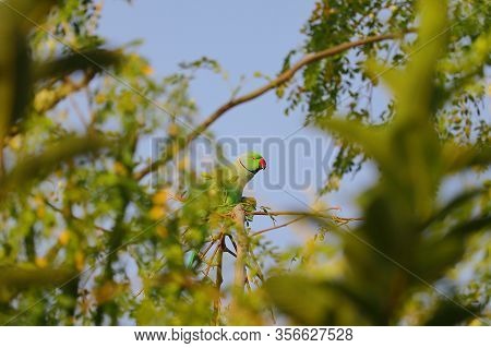 A Parrot Eating Jujube Fruit On Tree Branch, Parrot Bird,green Small Parrot On A Brank In The Green 