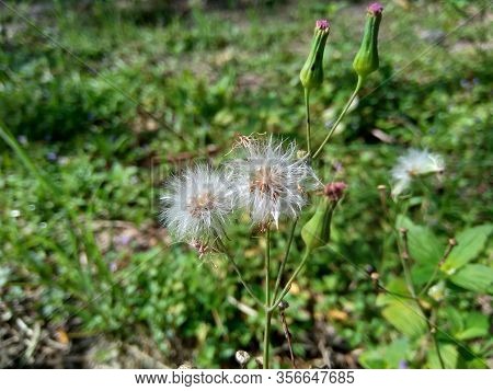 Emilia Sonchifolia (lilac Tassel Flower, Cacalia Sonchifolia L.) With Natural Background
