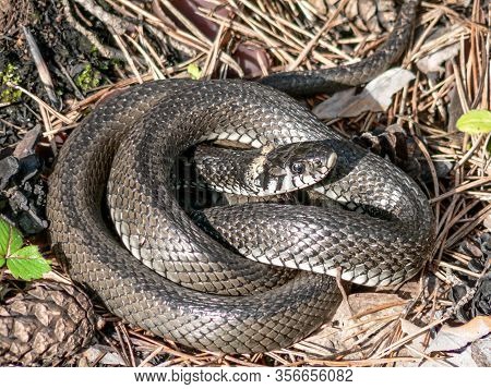 A Large Gray Snake Curled Up In A Sunny Day In A Pine Forest.
