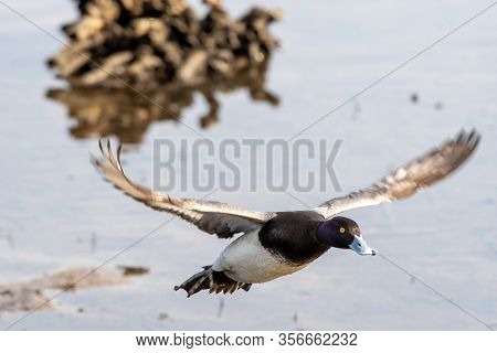 A Picture Of A Male Greater Scaup Flying In The Air.    Vancouver Bc Canada