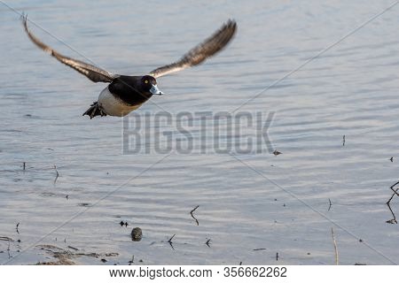 A Picture Of A Male Greater Scaup Flying In The Air.    Vancouver Bc Canada