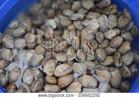 Surf Clam, Short Necked Clam, Carpet Clam, Venus Shell, Baby Clam, Paphia Undulate