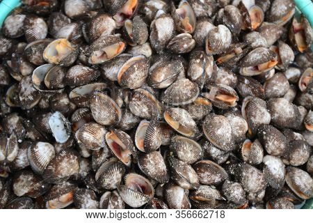 Fresh Anadara Inaequivalvis Sell In Fresh Seafood Market, Note  Select Focus With Shallow Depth Of F