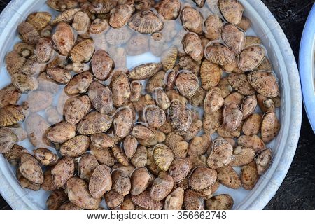 Surf Clam, Short Necked Clam, Carpet Clam, Venus Shell, Baby Clam, Paphia Undulate