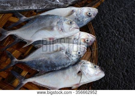 Croaker Fish Sell In Fresh Seafood Market, Note  Select Focus With Shallow Depth Of Field