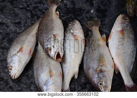 Croaker Fish Sell In Fresh Seafood Market, Note  Select Focus With Shallow Depth Of Field