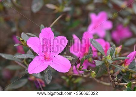 Azaleas  Are Flowering Shrubs In The Genus Rhododendron, Particularly The Former Sections Tsutsuji (