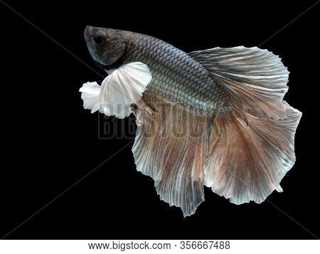 Male Halfmoon Betta On Black Background. Siamese Fighting Fish Is The Freshwater Fish With Beautiful