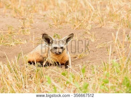 Bat Eared Fox (Otocyon megalotis) laying near its den watching