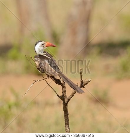 Red-Billed Hornbill (Tockus erythrorhynchus;) on a branch