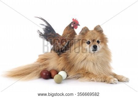 Spitz And Chicken In Front Of White Background