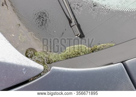 A Close Up View Of Moss Growing On The Back Of A Cars Window Due To The Cold And Rain And The Car No