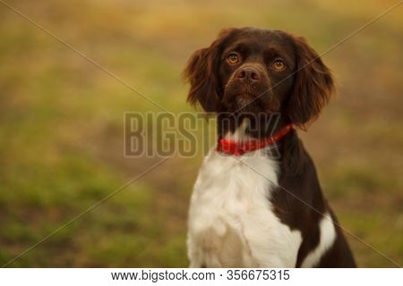 Hunting Dog Breed Epagneul Breton Hunting In The Forest. The Concept Of Hunting, Hunting Accessories