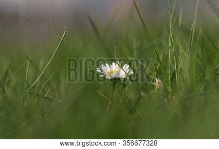 Bellis Perennis Is Like Light In The Dark. Hope Between Nothing. European Species Of Daisy Hidden In