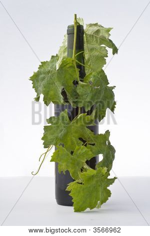 Red Wine