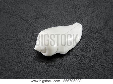Pure White Sea Or Ocean Shell 