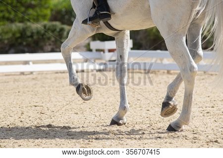 Legs And Hoofs Of A Mare In A Dressage Grand Prix Test Doing Piaffe
