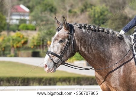 Face Portrait Of A Young Grey Lusitano Horse In A Dressage Competition