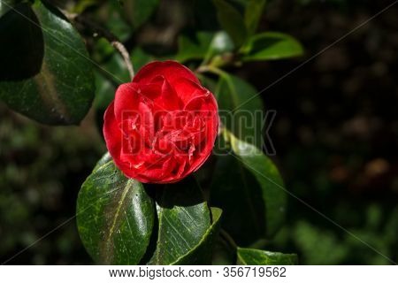 Camellia Japonica, Kamelie, Found In The Botanical Garden
