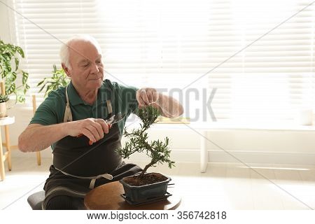 Senior Man Taking Care Of Japanese Bonsai Plant Indoors, Space For Text. Creating Zen Atmosphere At 