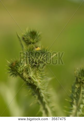 Cardo Macro