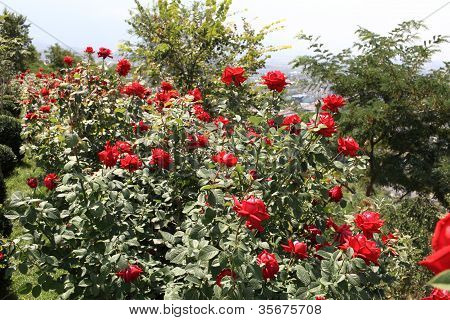 Roses rouges