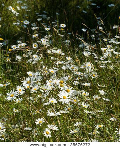 Field Of Daisies