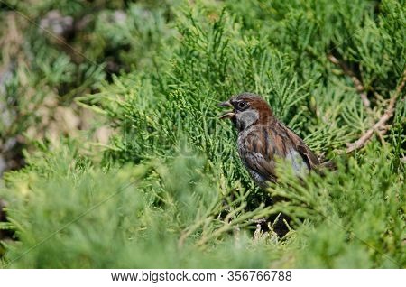 House Sparrow Passer Domesticus. Male Calling. Arm Square. Santiago De Chile. Chile.