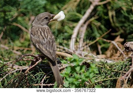 House Sparrow Passer Domesticus. Female With A Bread Crumb. Arm Square. Santiago De Chile. Chile.
