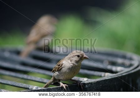 House Sparrow Passer Domesticus. Female. Arm Square. Santiago De Chile. Chile.