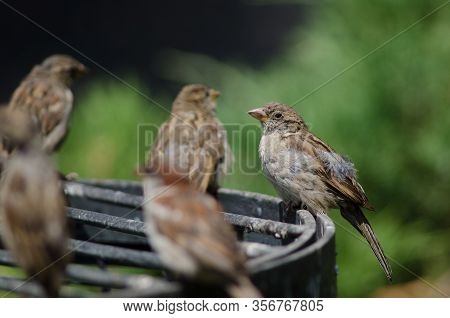 House Sparrows Passer Domesticus Resting. Arm Square. Santiago De Chile. Chile.