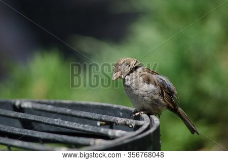 House Sparrow Passer Domesticus. Female. Arm Square. Santiago De Chile. Chile.