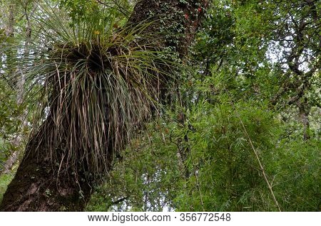Chupalla Fascicularia Bicolor On A Tree. Cerro Nielol Natural Monument. Temuco. Araucania Region. Ch