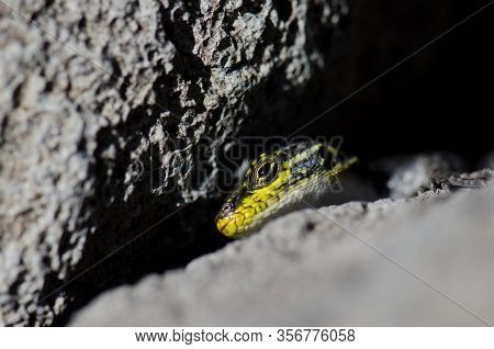 Male Jewel Lizard Liolaemus Tenuis To The Entrance Of Its Den Under A Rock.. Conguillio National Par