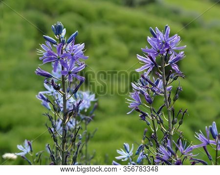 Closeup Of A Flower Spike Of Camassia With Buds, Mauve Flaers And Finished Flowers