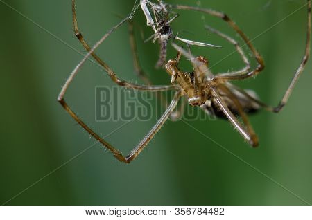 Spider Tetragnatha Extensa With A Prey. Captren Lagoon. Conguillio National Park. Araucania Region. 