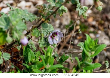 A Close-up Shot Of A Malva Subovata (tree / Sea Mallow) Flower Found In The Wild In The French Alps