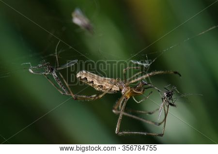 Spider Tetragnatha Extensa With A Prey. Captren Lagoon. Conguillio National Park. Araucania Region. 